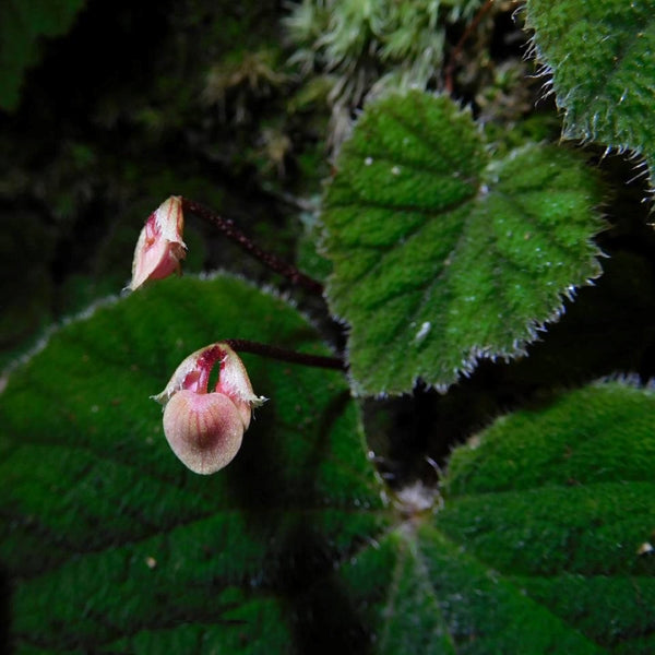 Begonia fimbristipula Hance