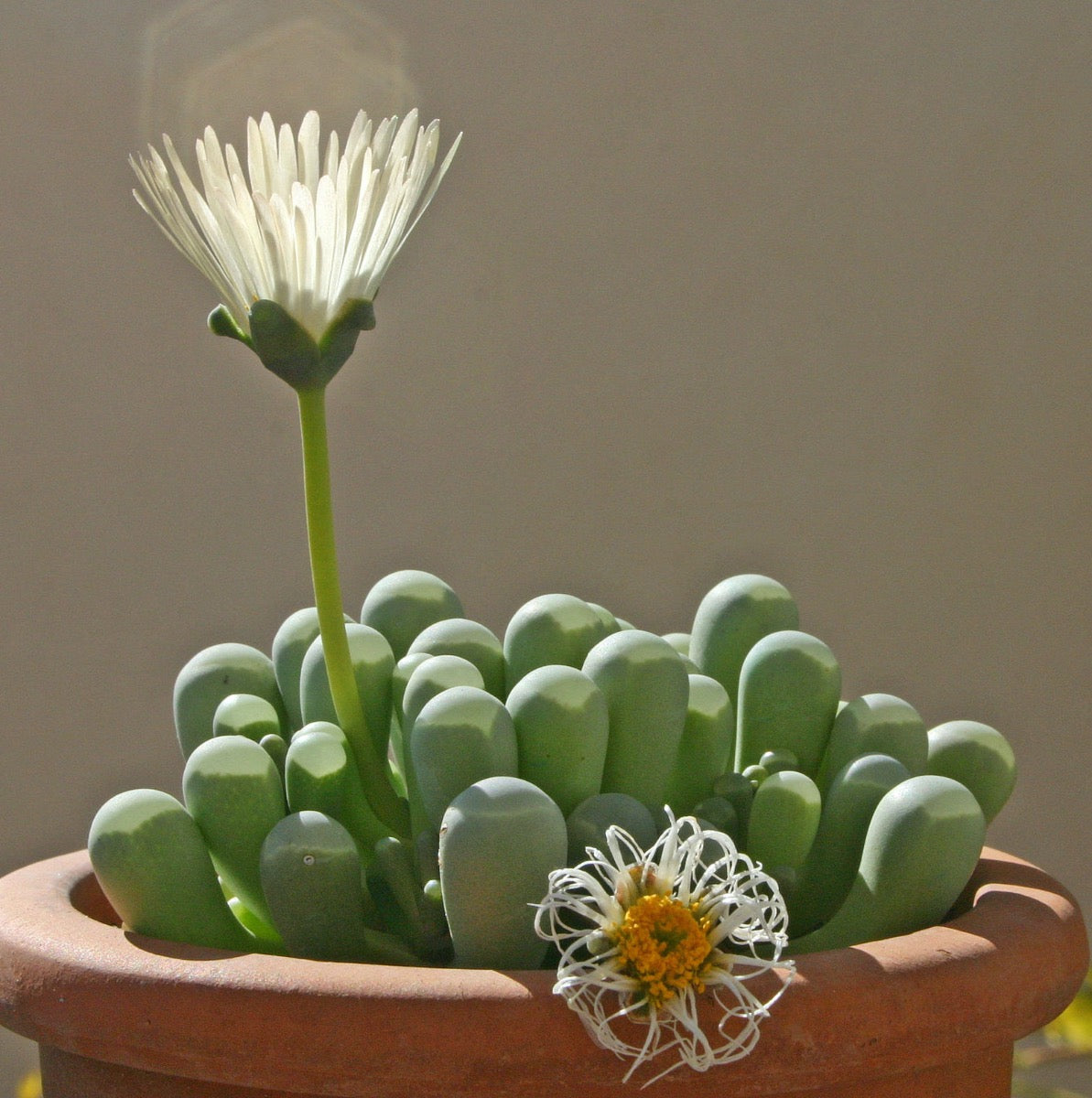 Baby toes (Fenestraria aurantiaca)