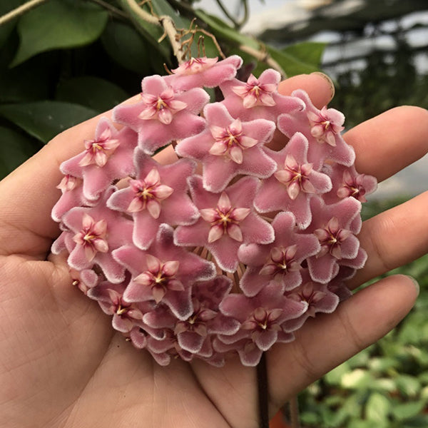 Hoya carnosa