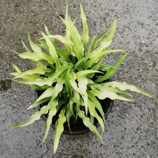 Curly Fries Hosta