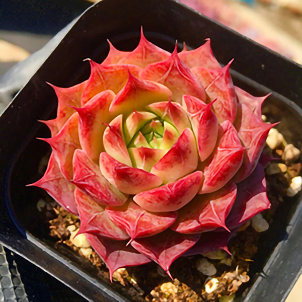 longissima succulent Echeveria hyalina X longissima