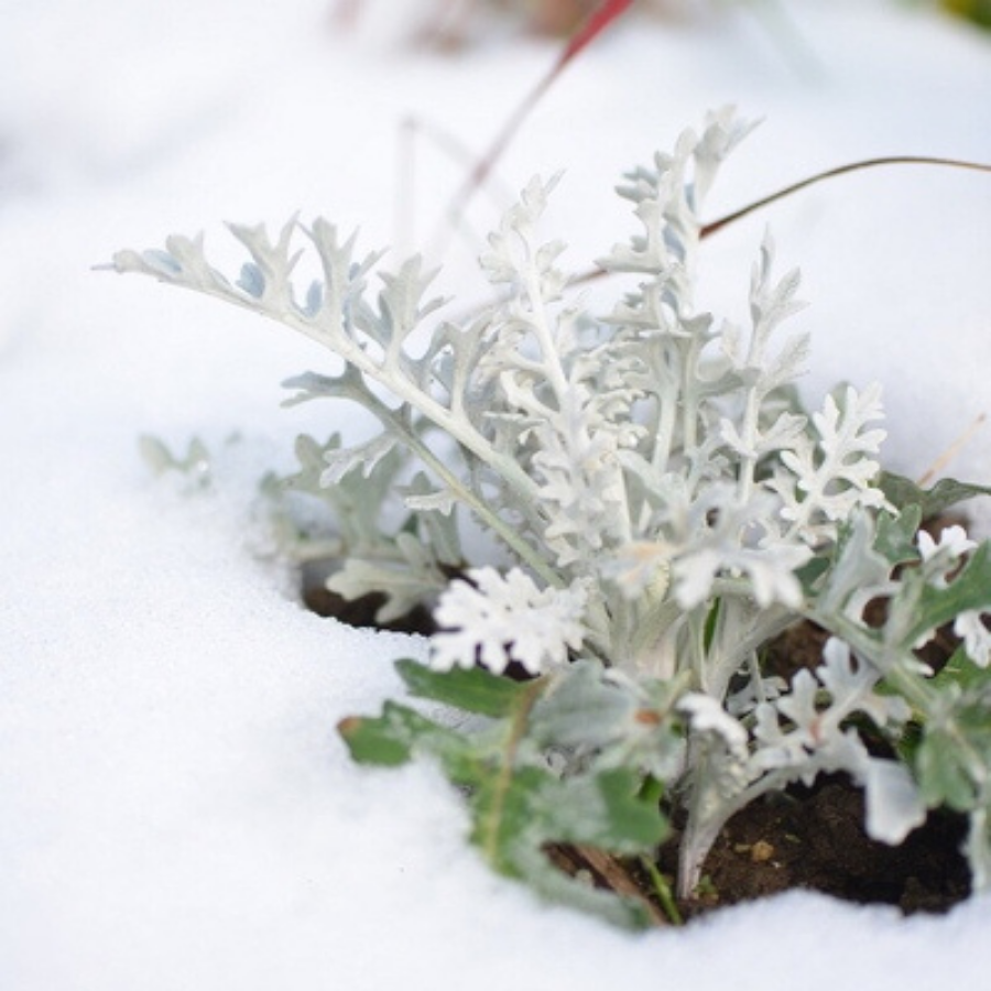 Senecio cineraria