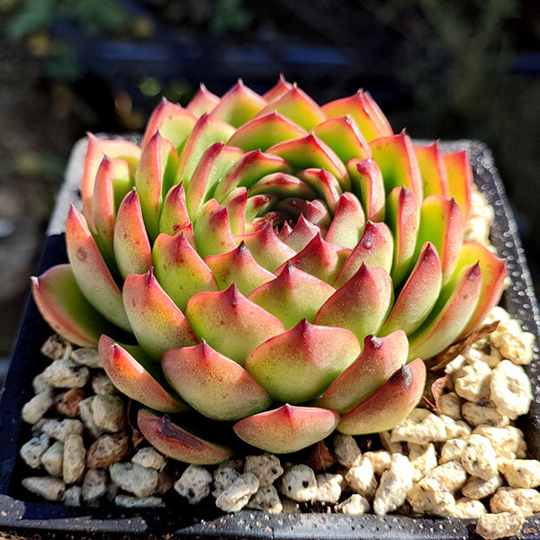 moonstone succulent for sale Echeveria 'Moon Stone'