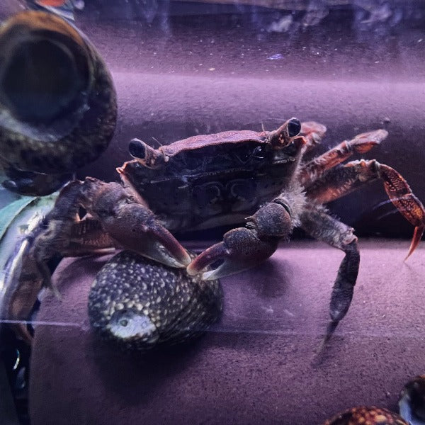 Pepper crabs (Hemigrapsus penicillatus)