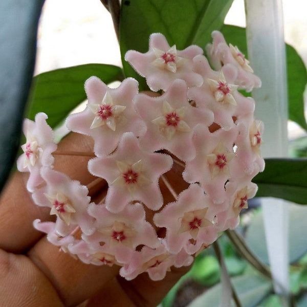Hoya jianfenglingensis