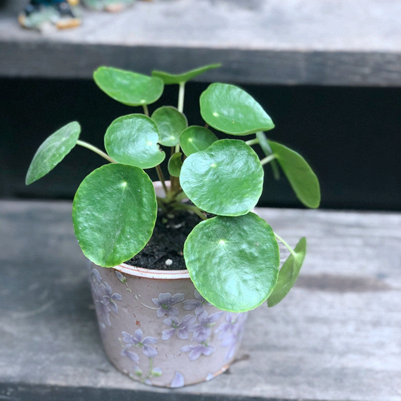 Pilea peperomioides diels