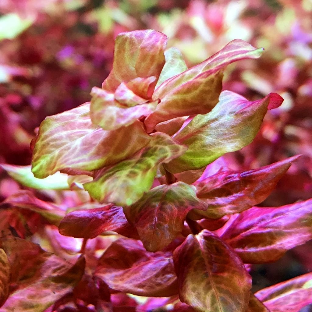 Rotala macrandra 'Variegated'