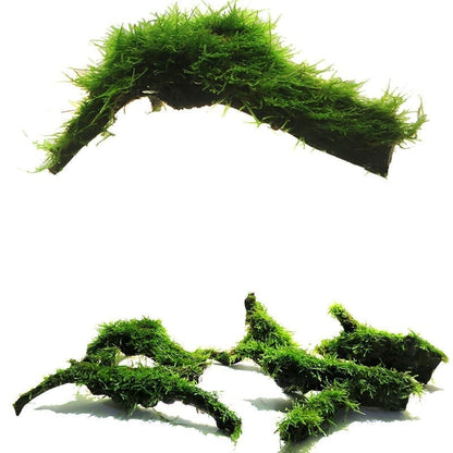 Moss on Driftwood