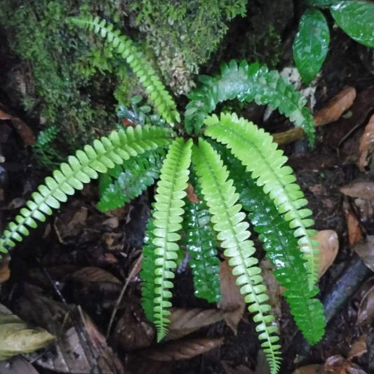 Polystichum deltodon