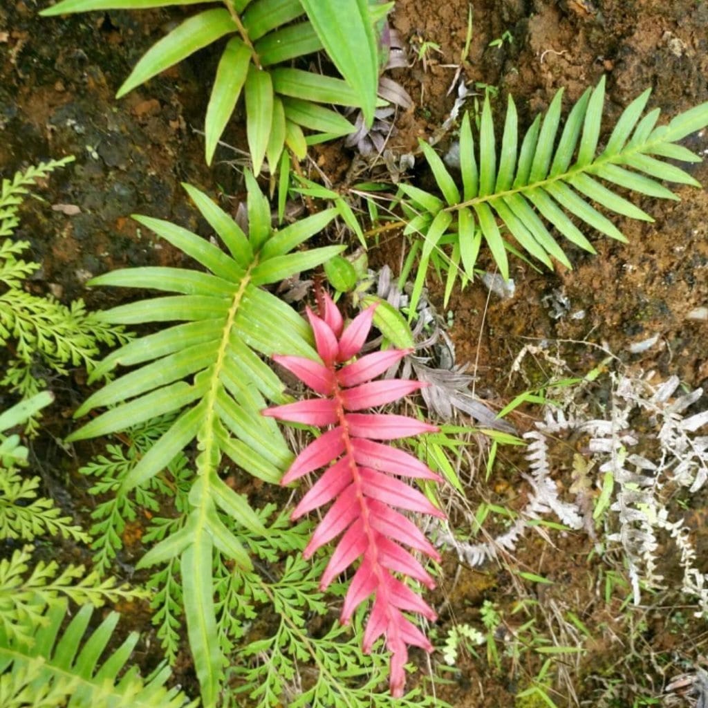 Blechnum orientale L. (Red )