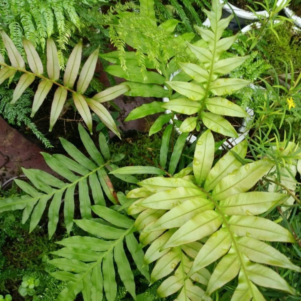 Blechnum orientale L. (Red )