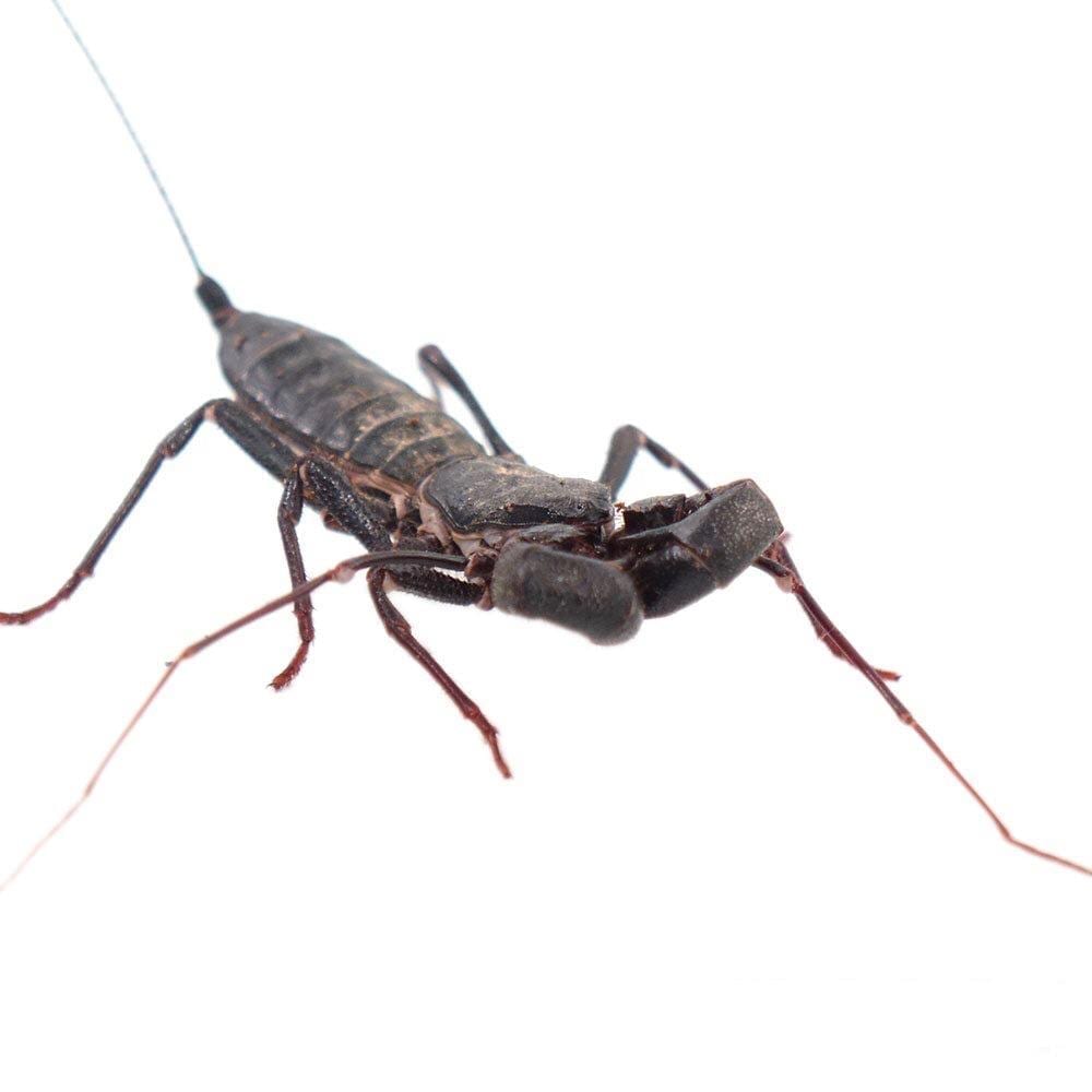 Giant Whip Scorpion (Mastigoproctus giganteus)