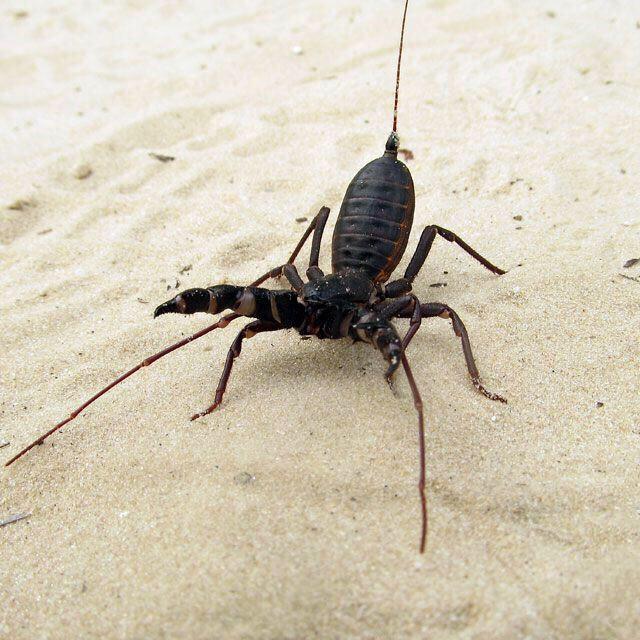 Giant Whip Scorpion (Mastigoproctus giganteus)