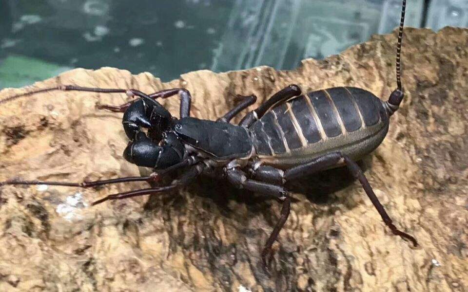 Giant Whip Scorpion (Mastigoproctus giganteus)