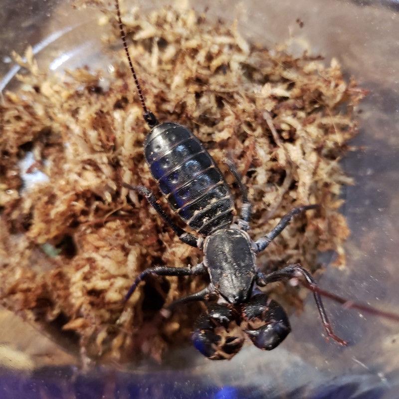 Giant Whip Scorpion (Mastigoproctus giganteus)