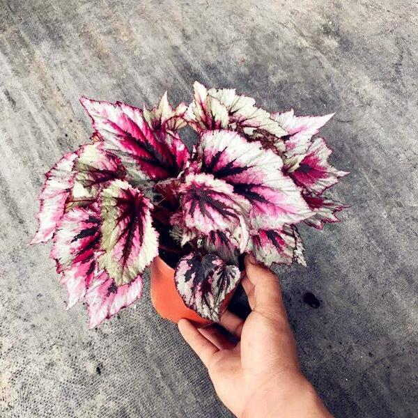 Begonia sp. (White & Pink)