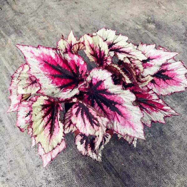 Begonia sp. (White & Pink)