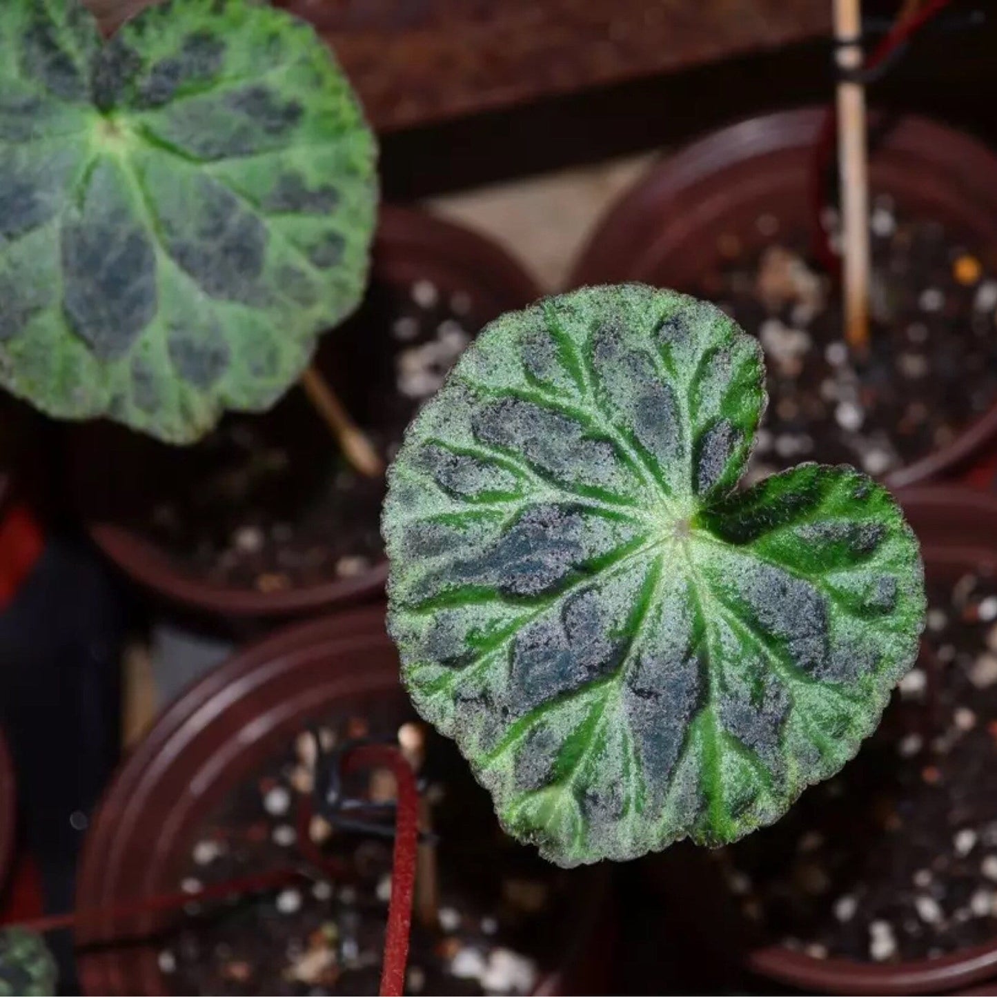 Begonia Luzhainensis
