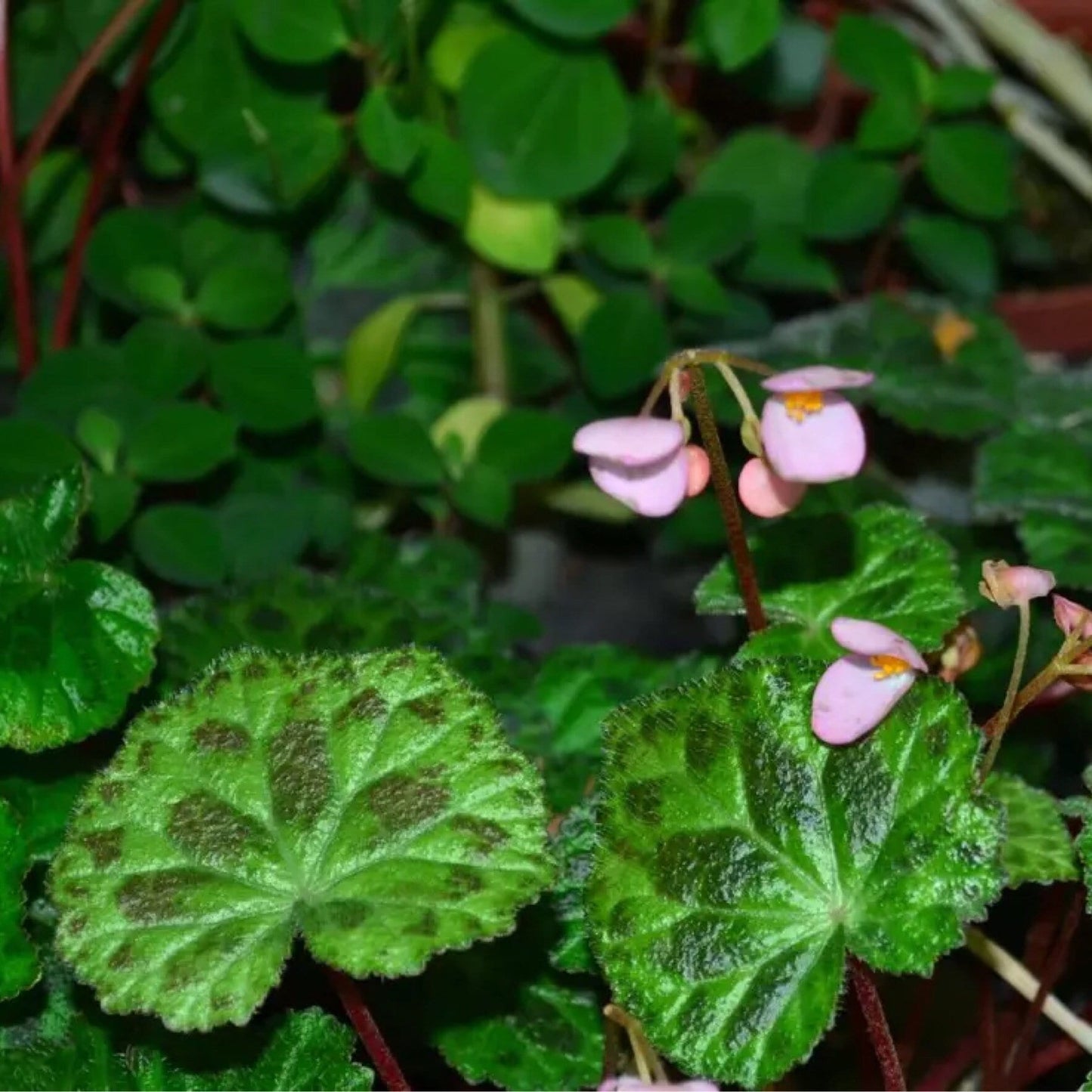 Begonia Luzhainensis