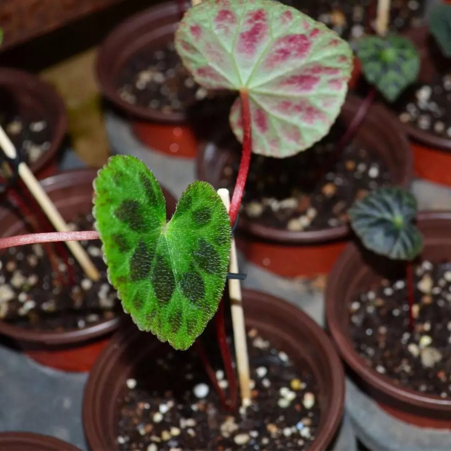 Begonia Luzhainensis