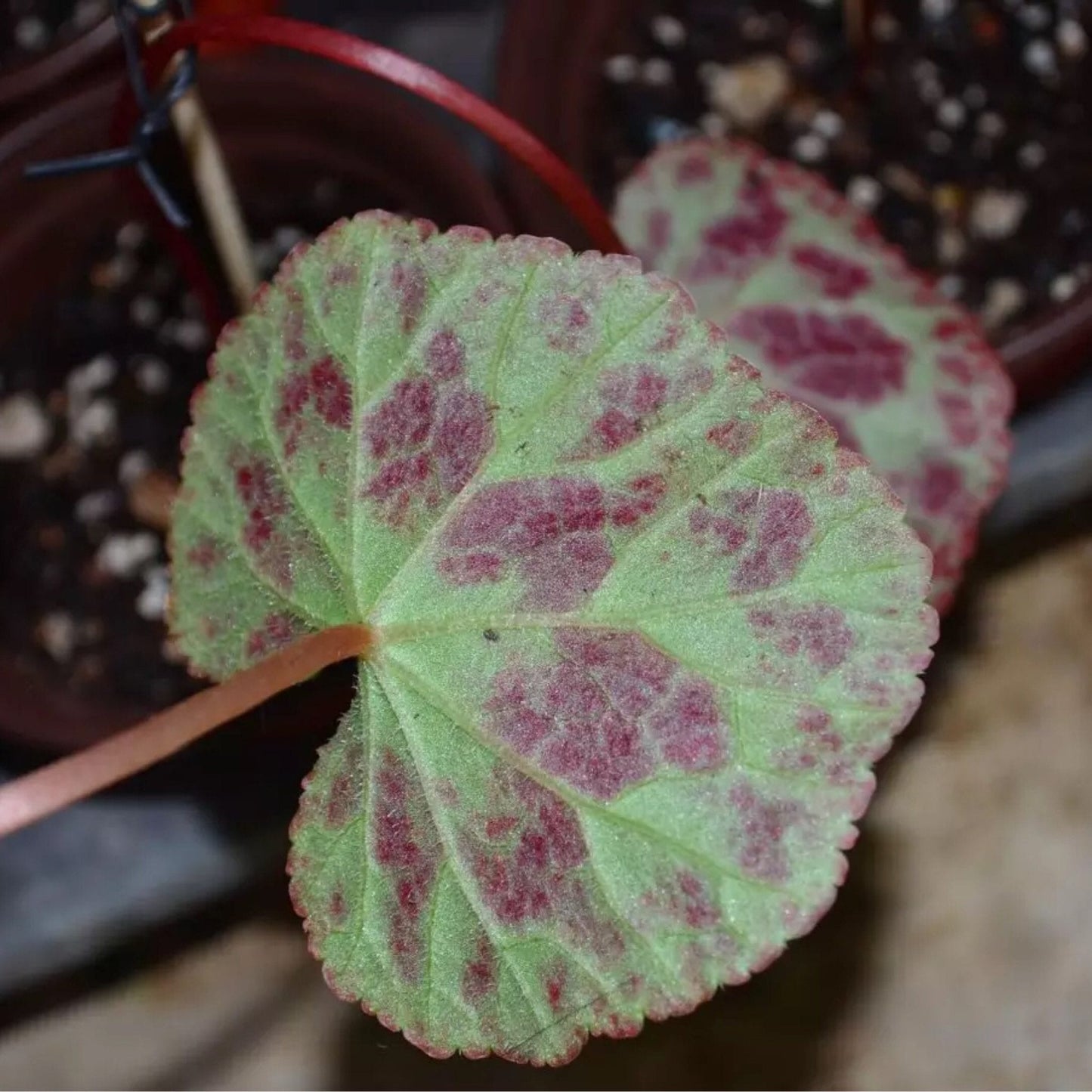 Begonia Luzhainensis