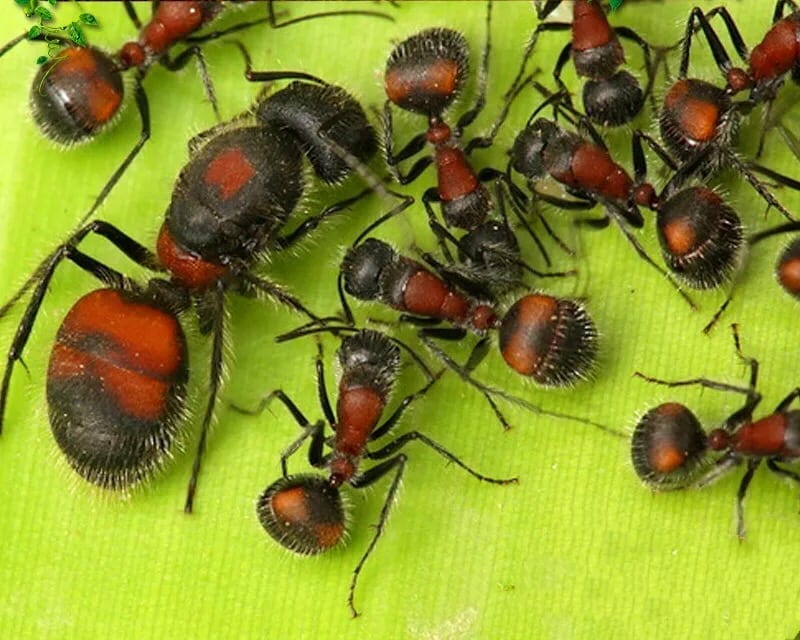 Ant colony camponotus xiangban