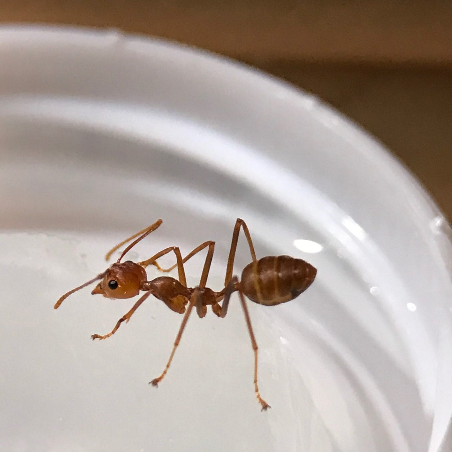 Asian Weaver Ants (Oecophylla smaragdina)