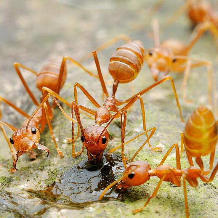 Asian Weaver Ants (Oecophylla smaragdina)