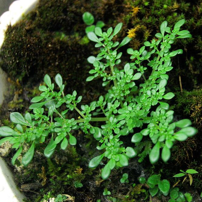 Pilea microphylla