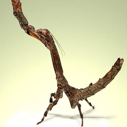 Popa Spurca (African twig mantis)