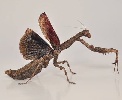 Popa Spurca (African twig mantis)