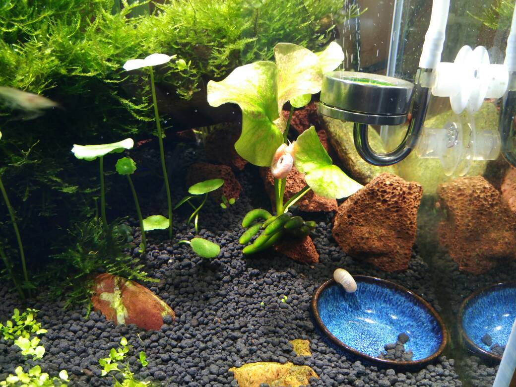 Banana Lily (Nymphoides aquatica)