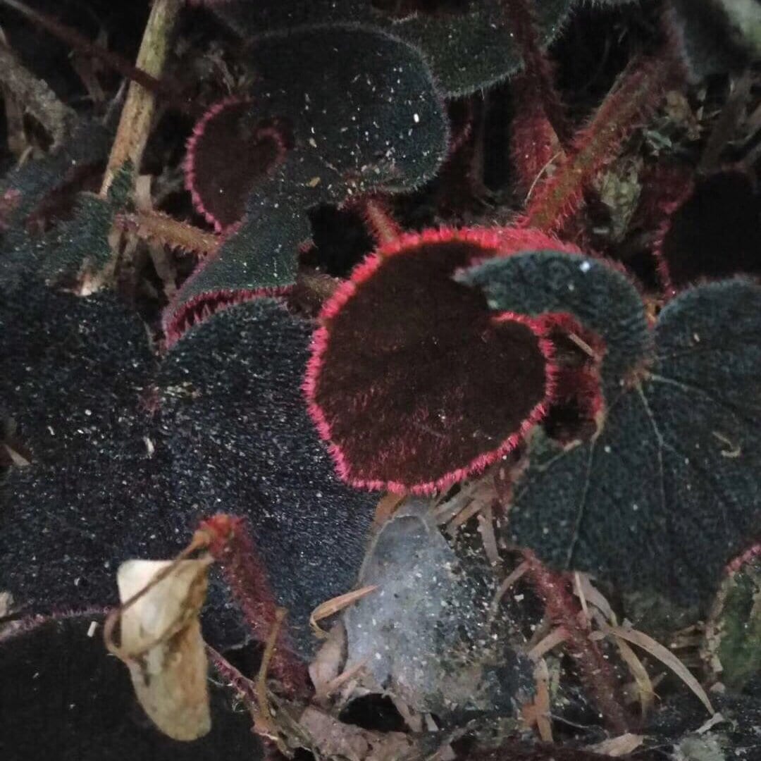 Begonia Versicolor ' Black & Red '
