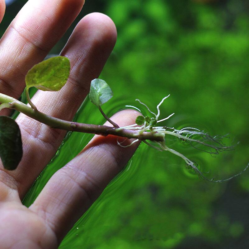 Lobelia cardinalis 'Small form'×3