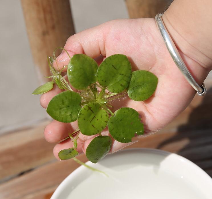 Amazon frogbit  (Limnobium laevigatum)