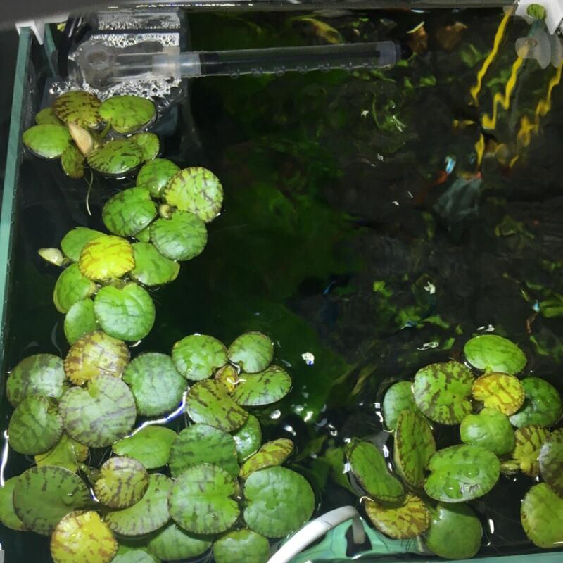 Amazon frogbit  (Limnobium laevigatum)
