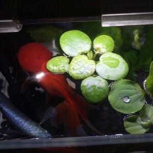 Amazon frogbit  (Limnobium laevigatum)