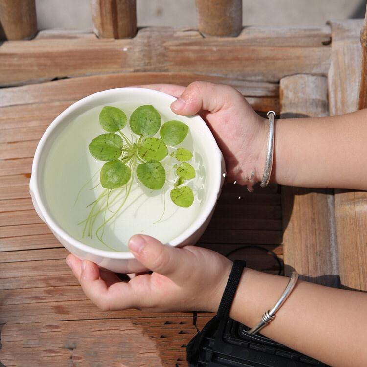 Amazon frogbit  (Limnobium laevigatum)