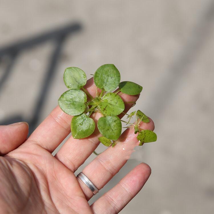 Amazon frogbit  (Limnobium laevigatum)