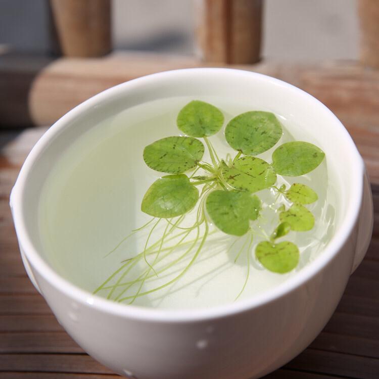 Amazon frogbit  (Limnobium laevigatum)