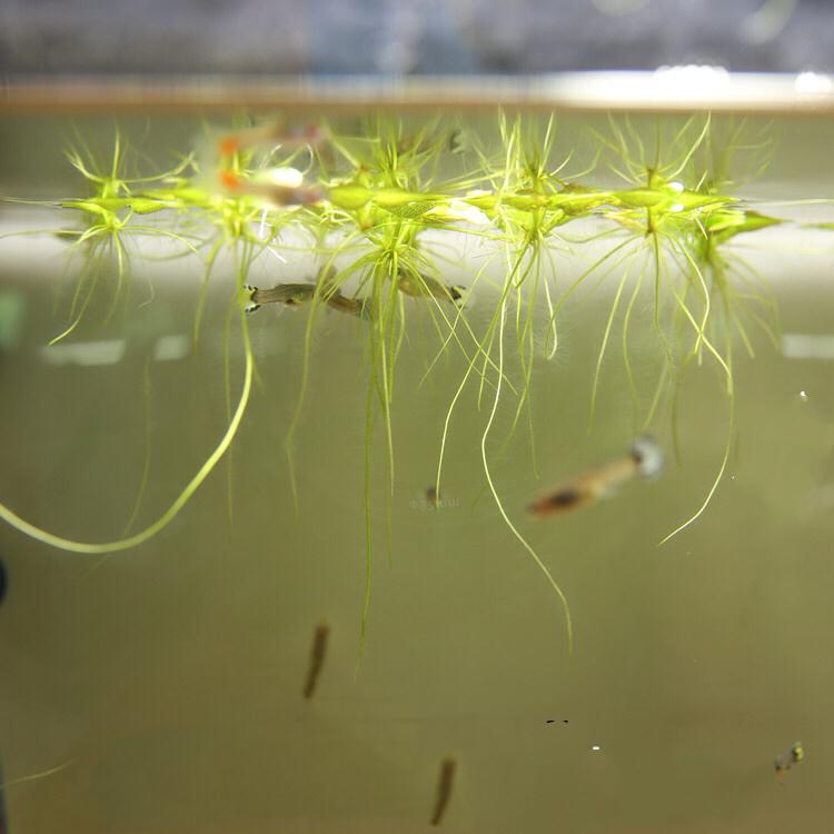 Amazon frogbit  (Limnobium laevigatum)