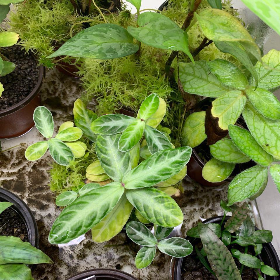 Acanthaceae sp. Borneo