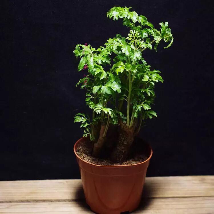 polyscias indoor plant Ming Aralia ( Polyscias fruticosa ) for Sale