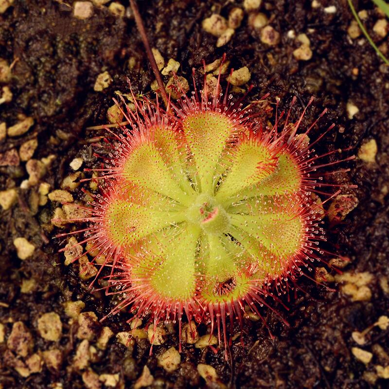 Drosera Burmannii