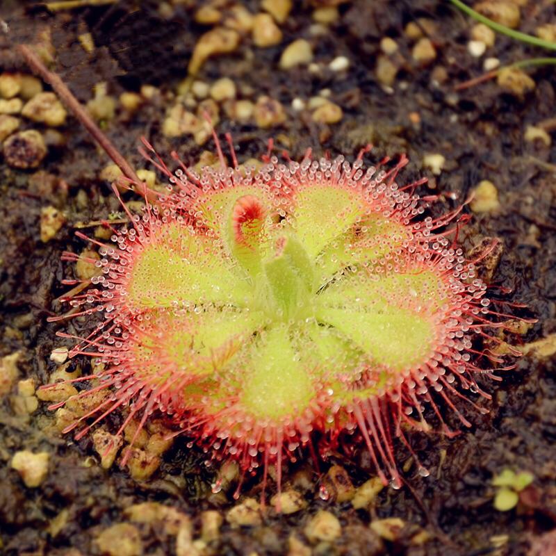 Drosera Burmannii