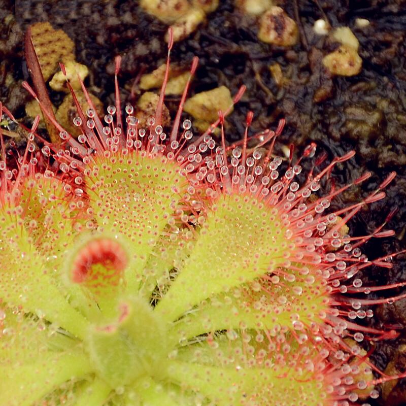 Drosera Burmannii