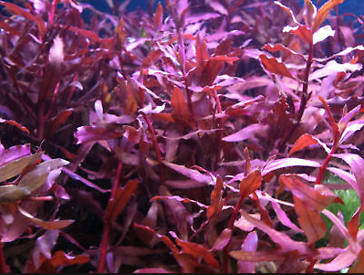 Ludwigia perennis