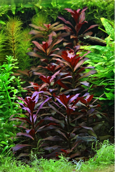 Ludwigia perennis