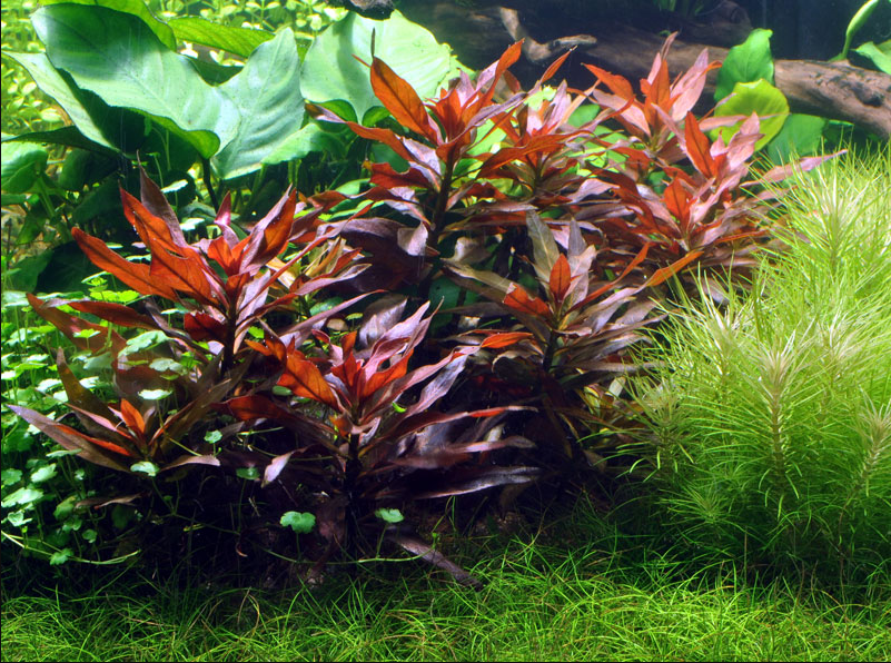 Ludwigia perennis