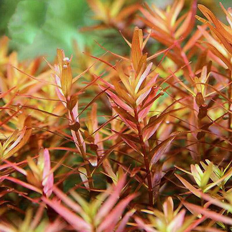 Rotala sp. Colorata